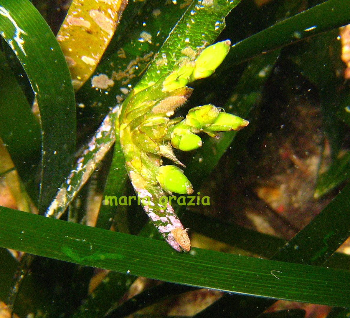 Olive di mare: frutti di Posidonia oceanica